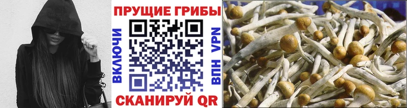 купить наркотики сайты  Арамиль  Галлюциногенные грибы Psilocybine cubensis 